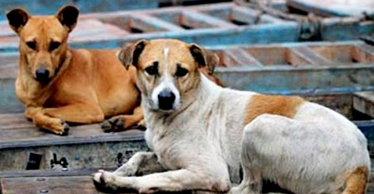 কুকুরের উৎপাতে বেকায়দায় ছাত্রীরা