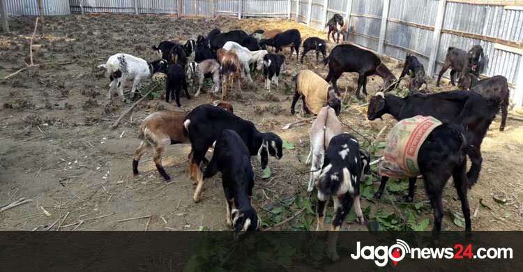 ছাগলের বিভিন্ন রোগ ও প্রতিকার : প্রথম পর্ব