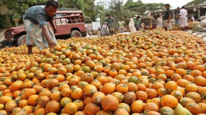 কক্সবাজারে অর্থকরী ফসল সুপারি