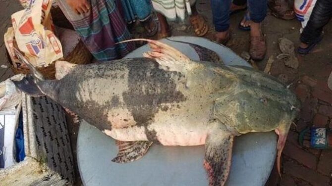 পদ্মায় ৮০ কেজির বাঘাইড়!