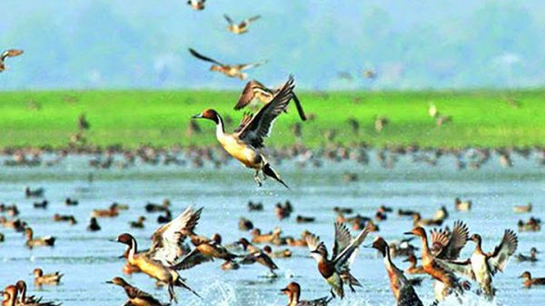 নেত্রকোনার হাওর অঞ্চলে অবাধে চলছে অতিথি পাখি শিকার