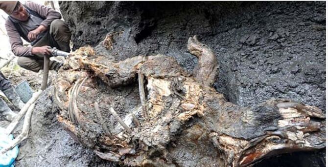 রাশিয়ায় মাটি খুঁড়ে মিলল বরফ যুগের লোমশ গণ্ডার