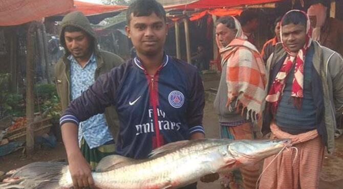 লালপুরে পদ্মায় মিলল ১১ কেজির আইড়