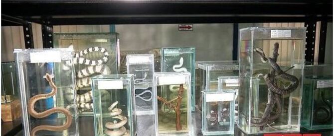 পদ্মা সেতু প্রকল্পের টাকায় জীববৈচিত্র্য রক্ষায় হচ্ছে বিশেষ জাদুঘর