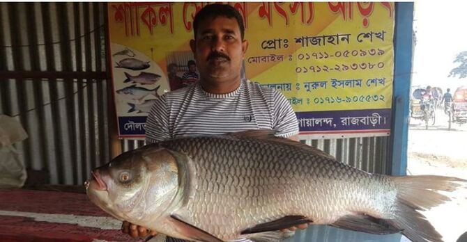 ২ কাতলের ওজন ১ মণ, দাম ৬৩ হাজার