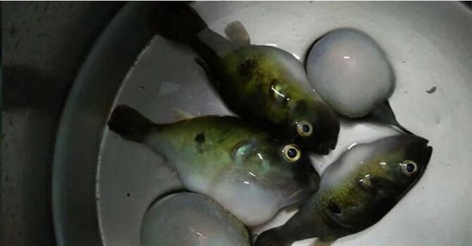 পটকা মাছ খেয়ে প্রাণ গেল বউ-শাশুড়ির, হাসপাতালে শিশু