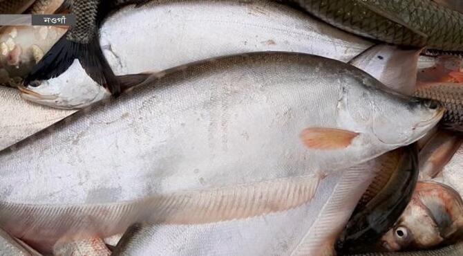 মাছে ভরপুর সান্তাহার বাইপাস আড়ৎ