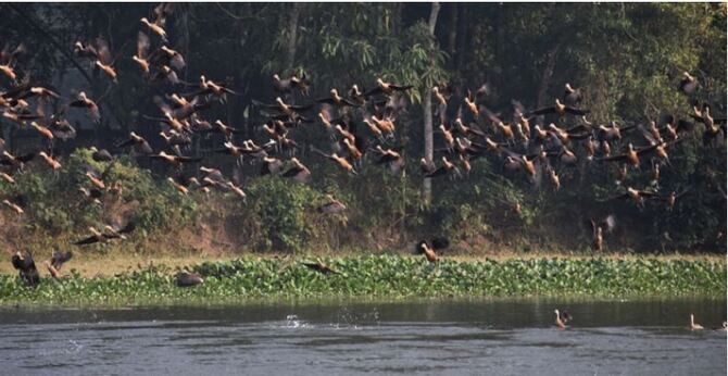 পরীযায়ী পাখিরা যেখানে আত্মীয়র মতো