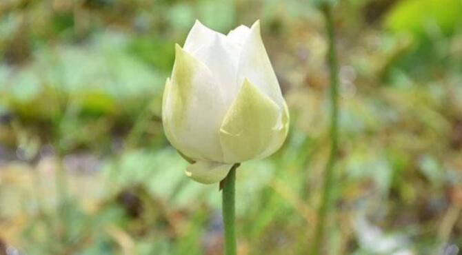 নদীর নামে নাম পেল কুমিল্লার হলুদ পদ্ম