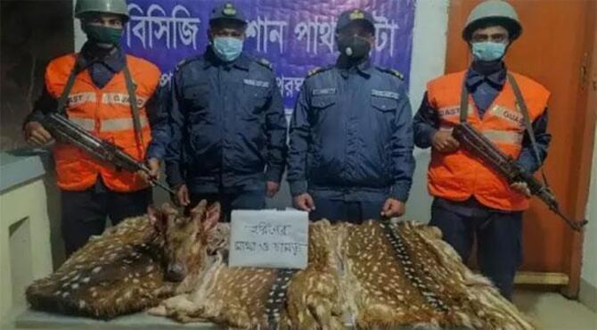 পাথরঘাটা থেকে তিনটি হরিণের চামড়া-মাথা উদ্ধার