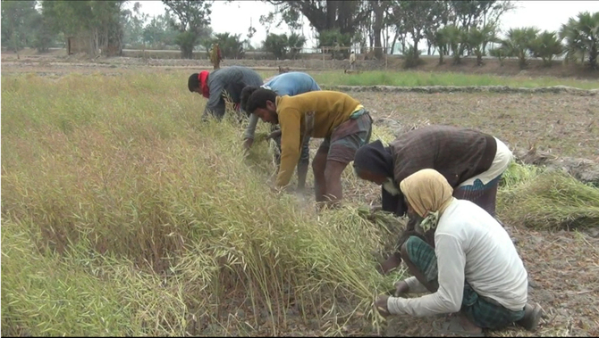 সরিষার বাম্পার ফলন,খুশি কৃষক