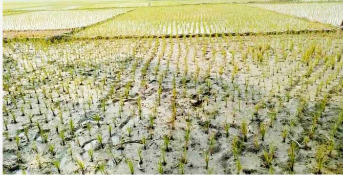 চাহিদামতো সেচ চার্জ না পাওয়ায় জমিতে দেয়া হচ্ছে না পানি