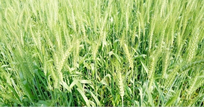খাদ্য শষ্য হিসেবে বেড়েছে গমের উৎপাদন বাড়ছে