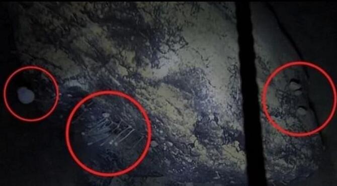 অ্যান্টার্কটিকার তলদেশে অন্ধকারে ‘অদ্ভূত’ প্রাণীর সন্ধান