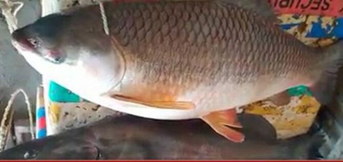 দুই মাছ বেচে ৫১ হাজার টাকা নিয়ে বাড়ি ফিরলেন জেলে