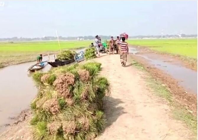 হাওরে বোরো ফসল রক্ষায় বাঁধ নির্মাণ এখনও শুরু হয়নি