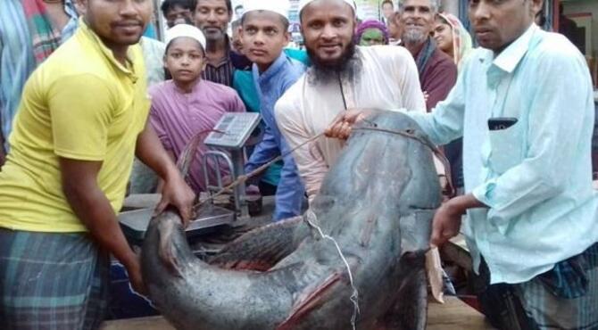 যমুনায় ধরা পড়ল ৪৪ কেজির বাঘাইড়, দাম ৬০ হাজার