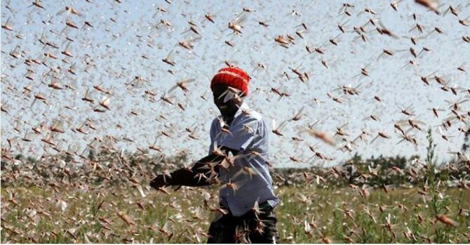 পঙ্গপাল বিক্রি করে মিলছে অর্থ, কৃষকের মুখে হাসি