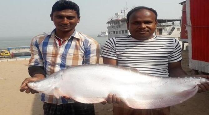 চিতল মাছের দাম ১৩ হাজার টাকা