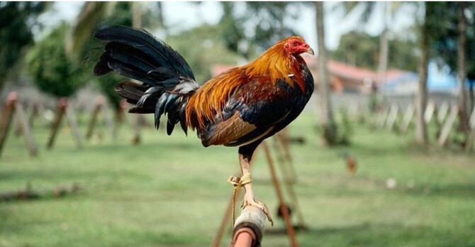 মোরগের ‘ছুরিকাঘাতে’ মালিকের মৃত্যু