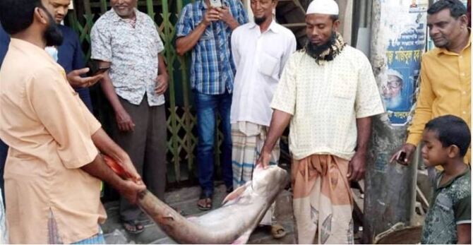 এক টাকার বড়শিতে ২৯ হাজারের পাঙ্গাশ