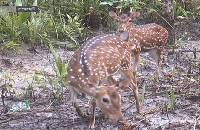 হরিণ মেরে মাংস নদীতে ফেলে পালাচ্ছিল তারা
