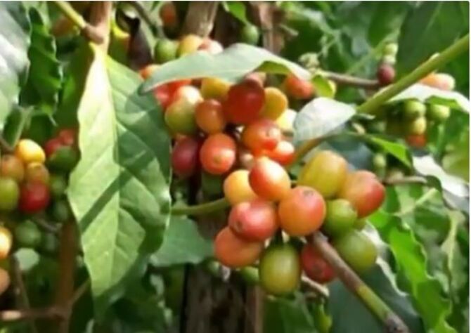 ব্যক্তি উদ্যোগে কফির চাষ হচ্ছে টাঙ্গাইলের মধুপুরে