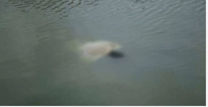 তিনদিন পর যমুনায় ভেসে উঠল শিশুর লাশ