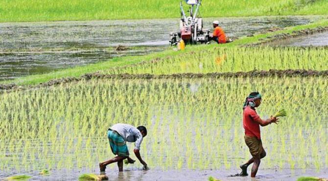 ৫৭ লাখ কৃষক পেলেন ৩৭২ কোটি টাকার প্রণোদনা