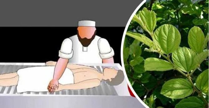 বরই পাতা মেশানো পানিতে মৃতদের গোসল দেয়ার কারণ কী?