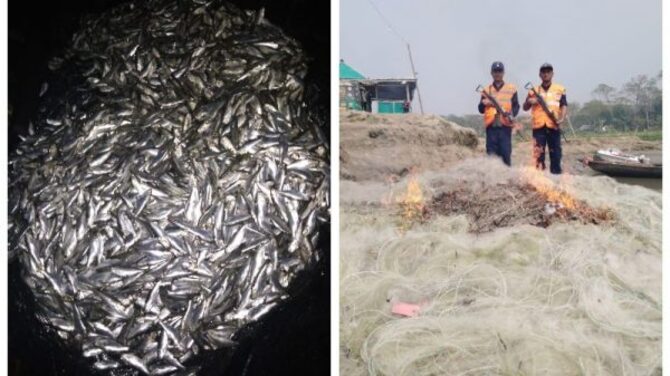 নৌকায় ১৫ মণ জাটকা!