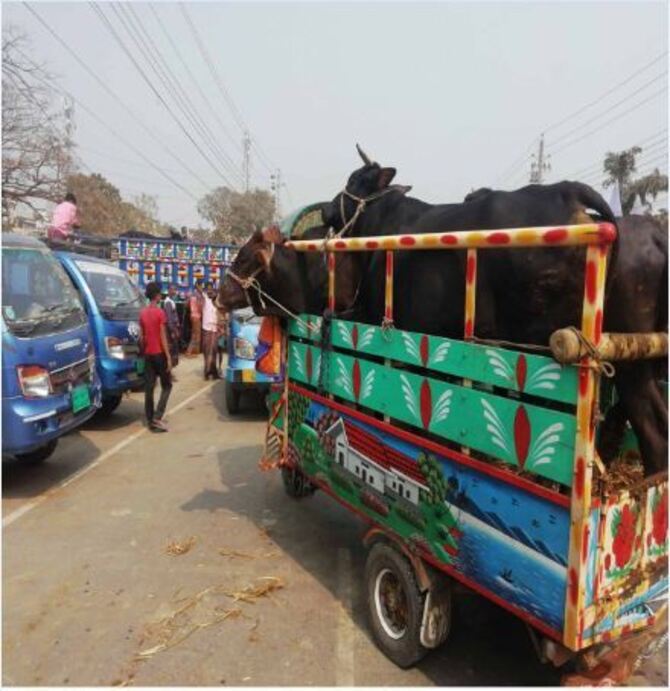 ফরিদপুর টেপাখোলা গরুর হাটটিতে মানুষের ভোগান্তি