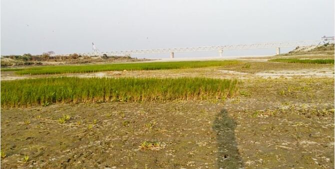 এক সময়ের ব্যস্ত নৌ-চ্যানেলে এখন ধানচাষ করছেন কৃষক