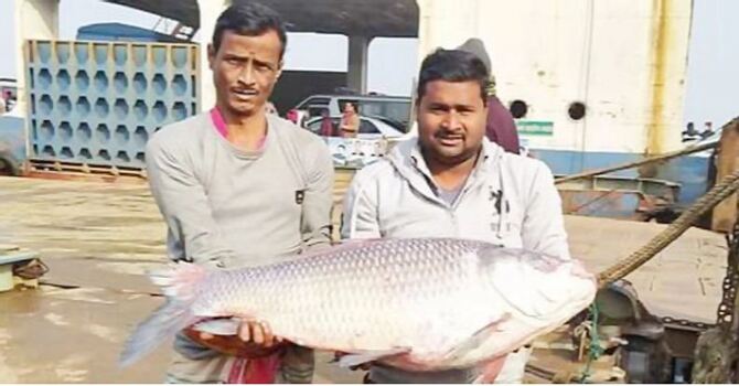 এক কাতলের দাম ৩২ হাজার টাকা