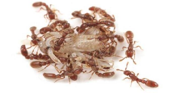 বাংলাদেশে ভয়ংকর প্রজাতির পিঁপড়ার সন্ধান, ছড়াচ্ছে পৃথিবীতে