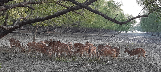 আজ সুন্দরবন দিবস ;ভালবাসা দিবসে সুন্দরবনকে ভালবাসুন