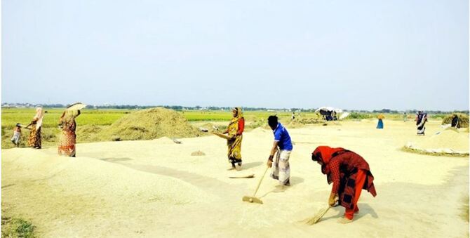 শ্রমিক সংকটে ধান কাটা নিয়ে শঙ্কায় হাওরের কৃষকরা