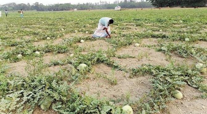 ছোট ছোট তরমুজে মলিন কৃষকের মুখ