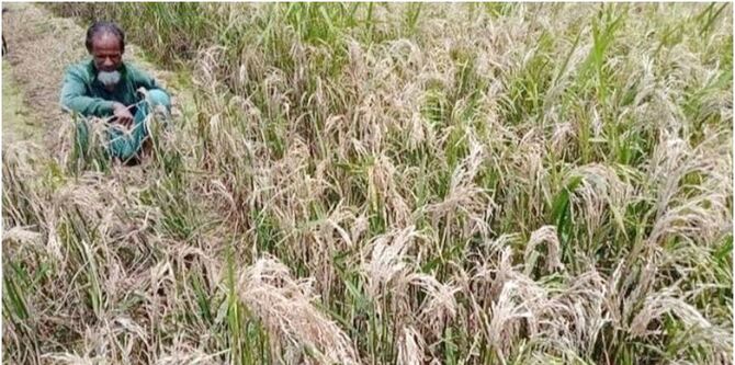 ধানক্ষেতে ব্লাস্ট, দিশেহারা কৃষক