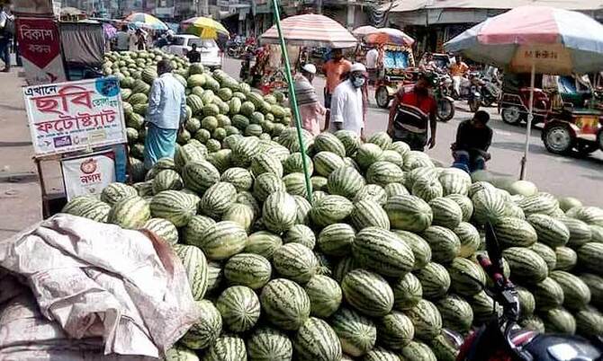 বোরহানউদ্দিনে তরমুজের বাম্পার ফলন