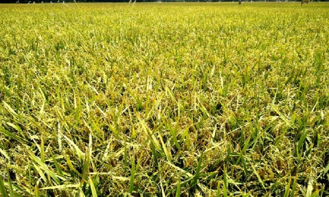 ‘লকডাউনে’ ধান কাটার শ্রমিক নিয়ে শঙ্কা