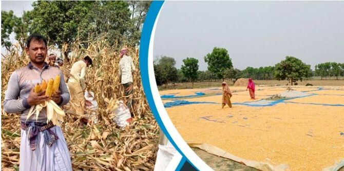 ভুট্টার বাম্পার ফলন, দামেও খুশি কৃষক