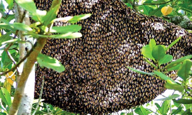 সুন্দরবনে কাঙ্ক্ষিত মধু পাচ্ছেন না মৌয়ালরা