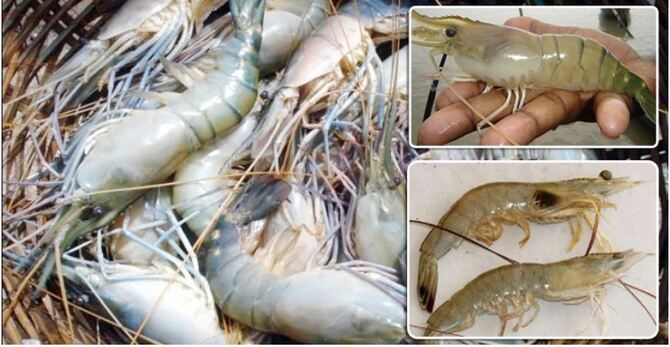 চিংড়ি চাষে রোগ ও প্রতিকার ব্যবস্থা