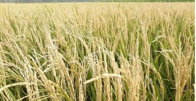 ‘হিটশক’ এড়াতে নজর প্রতিরোধী ধানের জাতে