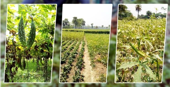 ৩ বিঘা জমির মিশ্র ফসলে এক মৌসুমে দেড় লাখ টাকা আয়