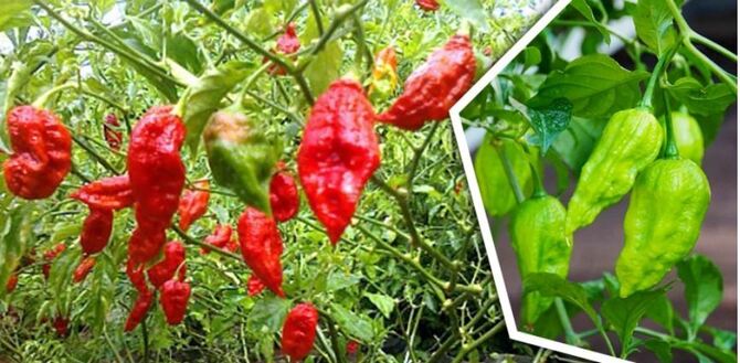 ১ হাজার সুগন্ধি বোম্বাই মরিচের দাম ৩০০ টাকা