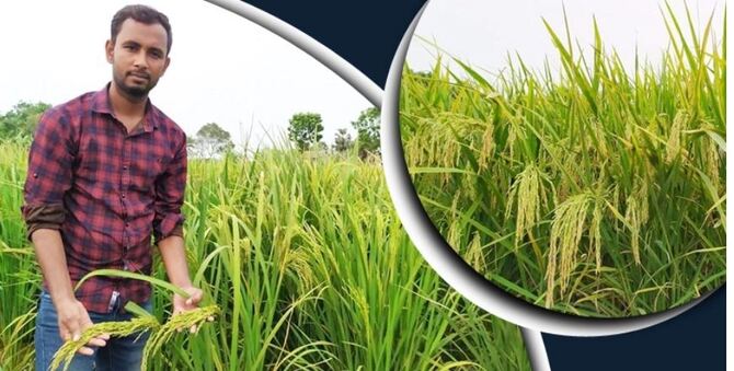 যে কারণে ‘ফাতেমা ধান’ চাষ করে ব্যাপক ফলনের স্বপ্ন দেখছেন রিয়াজুল