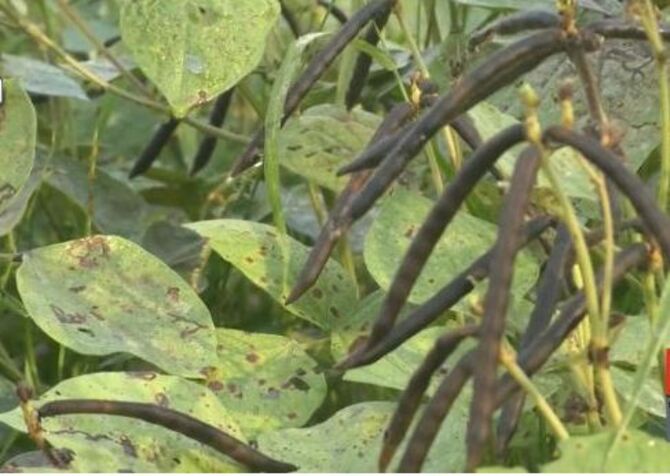 তীব্র গরমে পটুয়াখালীতে নষ্ট হয়েছে কোটি টাকার ডাল