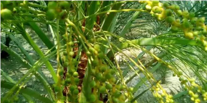 এখন সৌদি খেজুর চাষ হচ্ছে চাঁপাইনবাবগঞ্জে